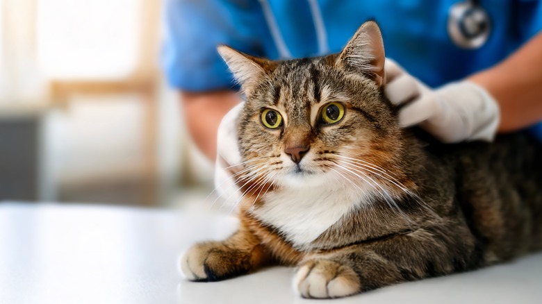 A wide-eyed cat sitting on an exam table while a vet checks his fur.