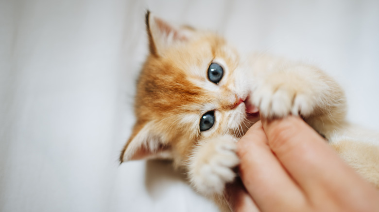 A tiny kitten lying on its back and playing with someone's fingers.