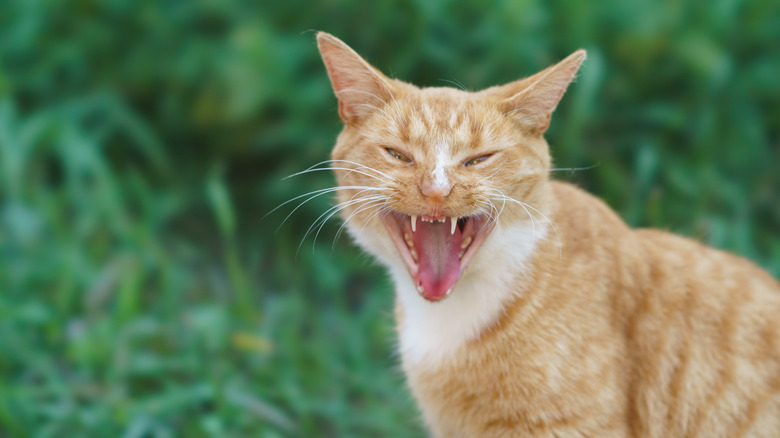 An orange cat standing in front of green bushes with its mouth open.