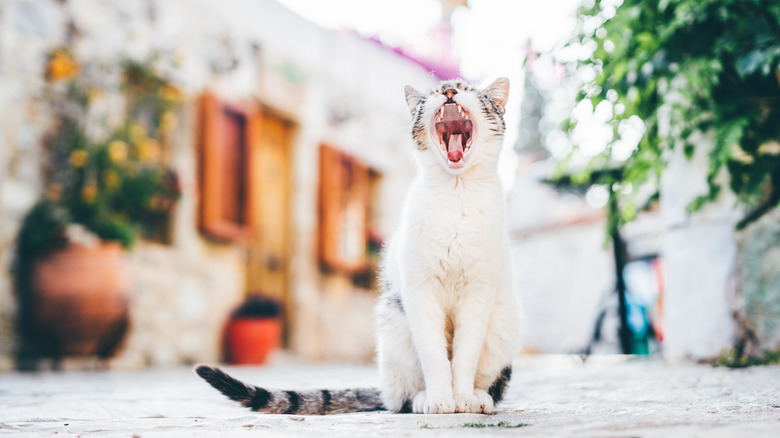A cat sitting in a courtyard with its mouth open wide.