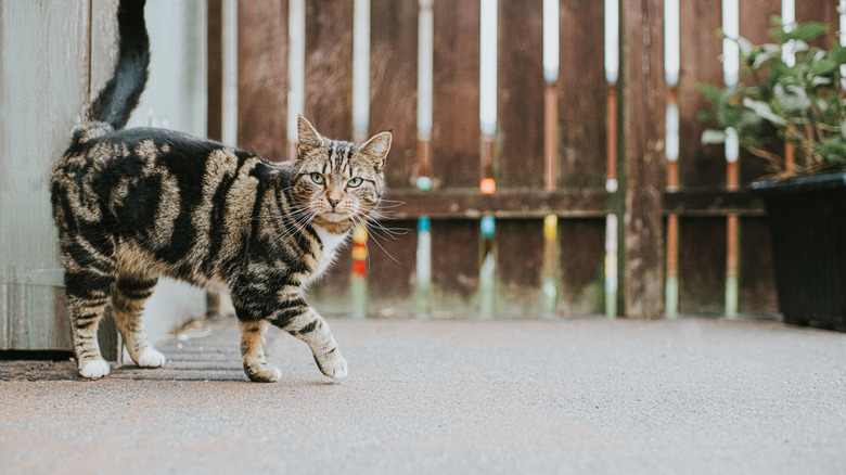 A cat walking by a brown fence.