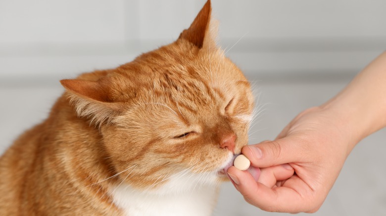 A hand giving a large pill to an orange cat.