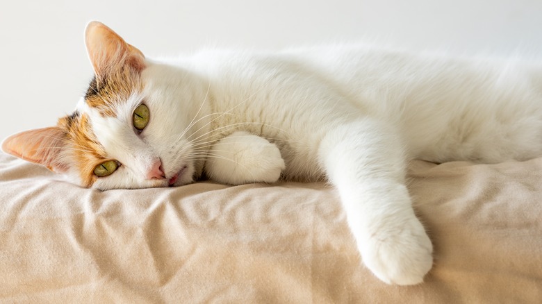 A white cat with orange ears lying on its side on a bed.