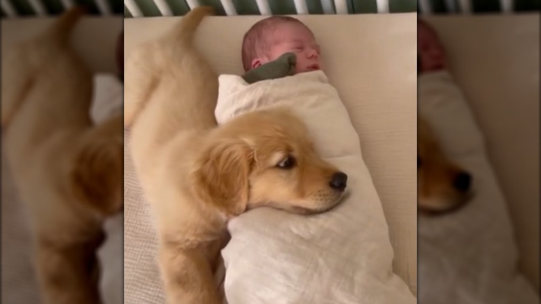 A golden retriever puppy resting on a swaddled baby in a crib.