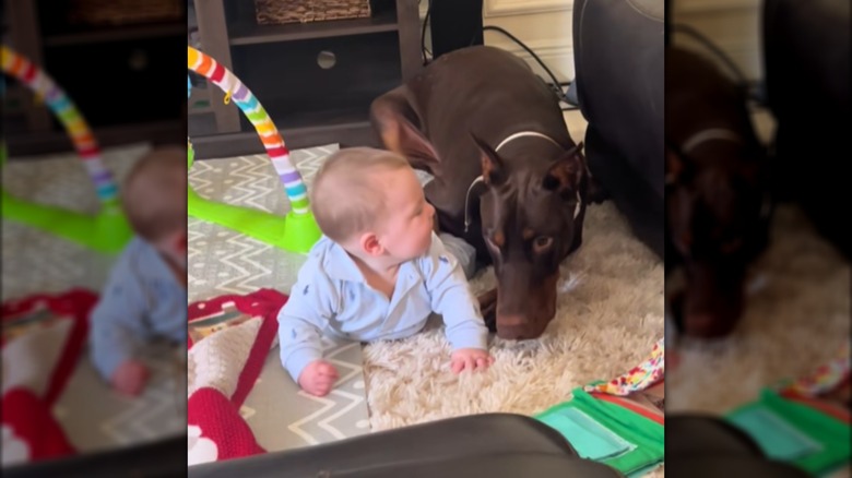 A baby boy and a Doberman lying next to each other on the ground.