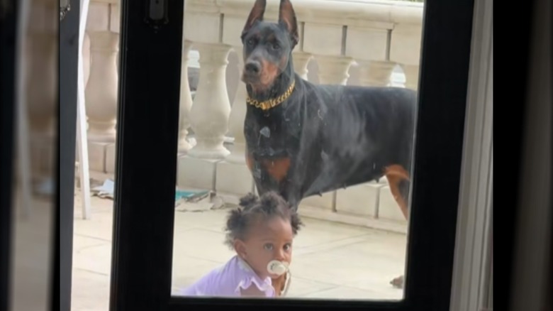 A baby girl and a Doberman looking at something through a clear glass door.