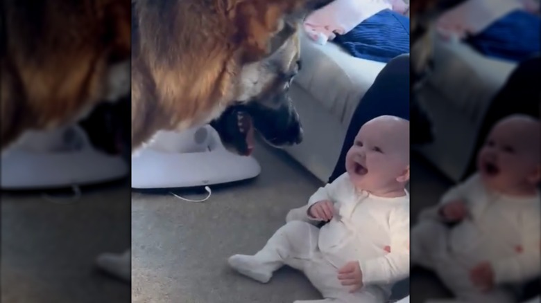 A giggling baby looking at German shepherd.