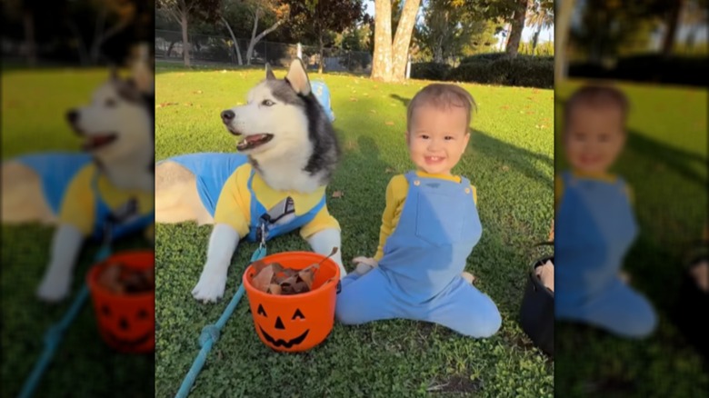 A baby and a husky sitting outdoors in matching yellow shirts and blue overalls