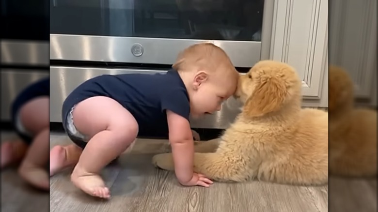 A baby in a blue onesie nuzzling heads with a golden retriever puppy.
