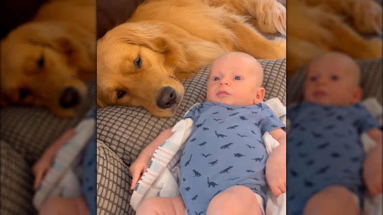 A golden retriever lying next to a baby in a blue onesie.