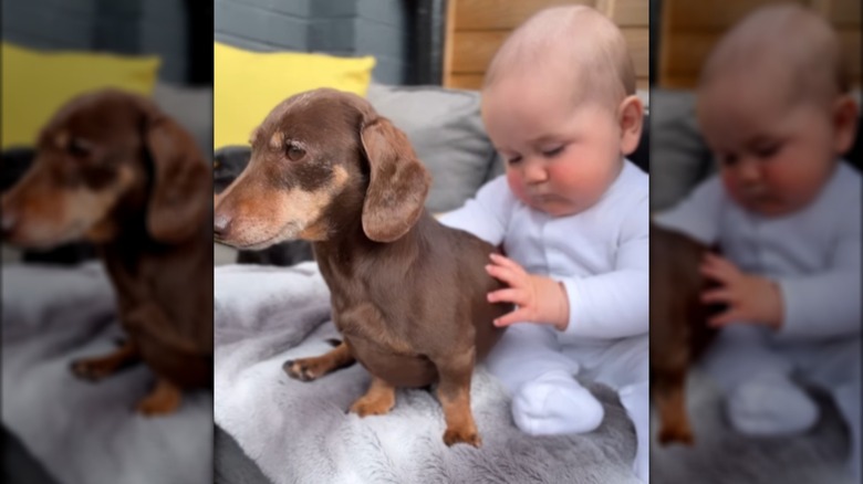 A baby sitting on a gray blanket, examining a dachshund.