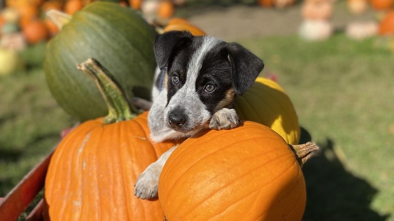 Puppy sits atop large pumpkins piled in red crate.