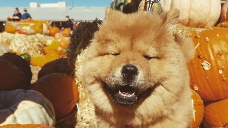 Chow chow puppy poses in a pumpkin patch.