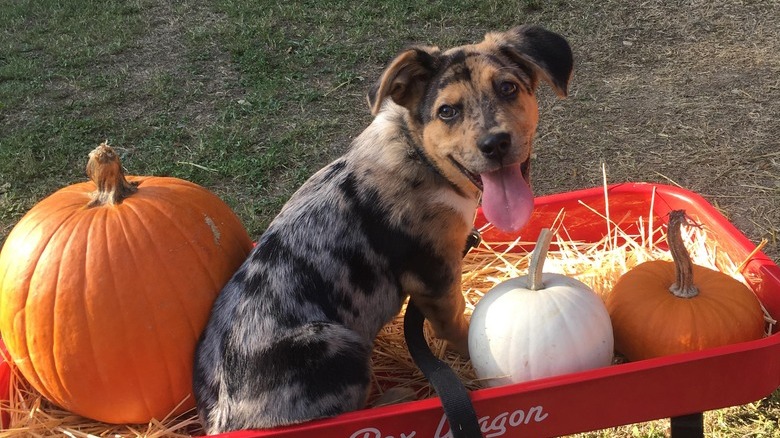 Puppy sits in little red wagon with pumpkins.