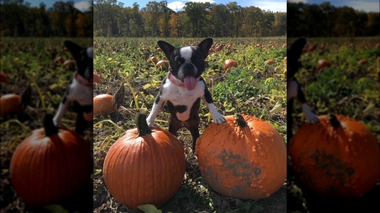 Dog poses with front paws on two pumpkins.