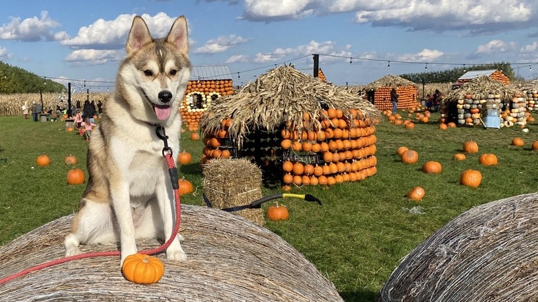 Dog sits atop bale of hay with small pumpkin.