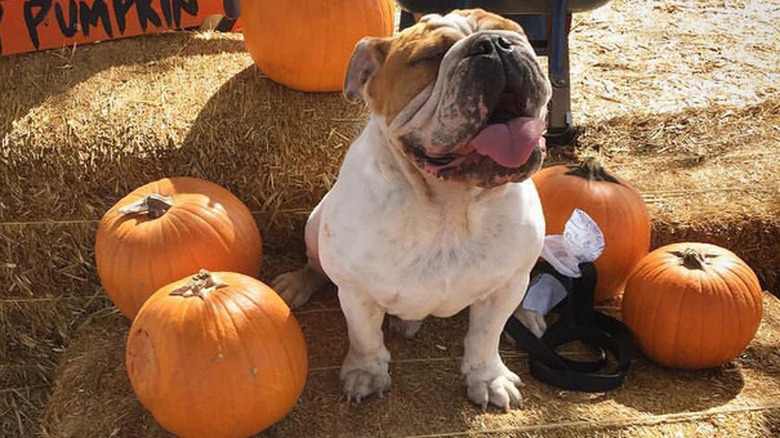 Bulldog sits on hay bale with pumpkins.