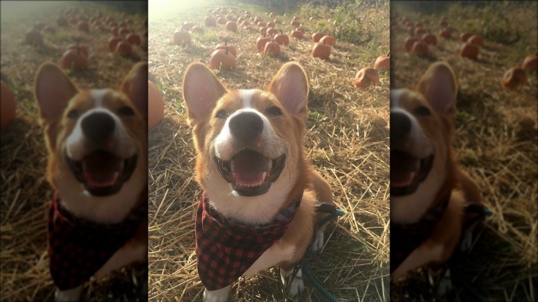 Corgi wearing a checkered bandana poses in pumpkin patch.