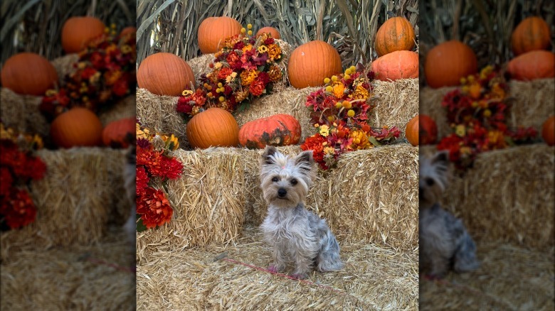 Yorkshire terrier sits on hay bale surrounded by pumpkins.