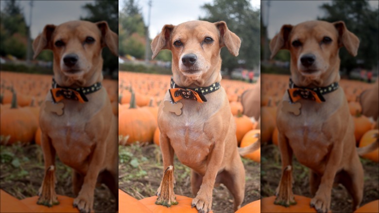 Small dog poses majestically in a pumpkin patch.