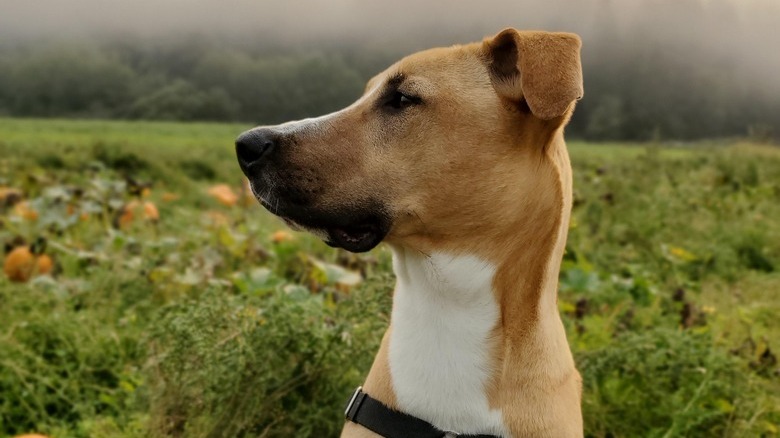 Dog sits in foggy field of pumpkins.
