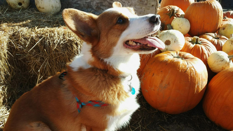 Corgi sits next to a mix of orange and white pumpkins.