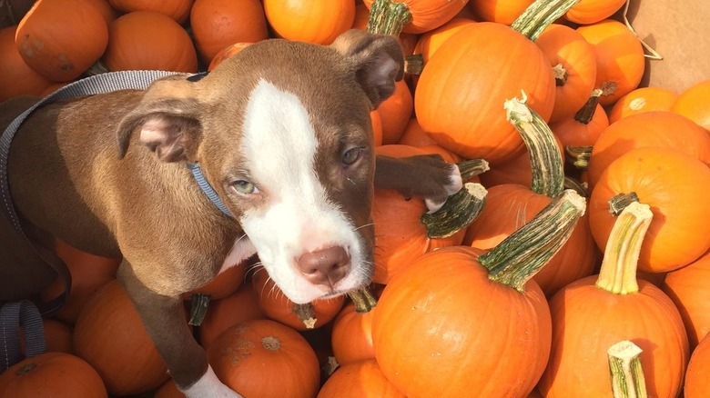 Pit bull puppy sits atop pile of small pumpkins.