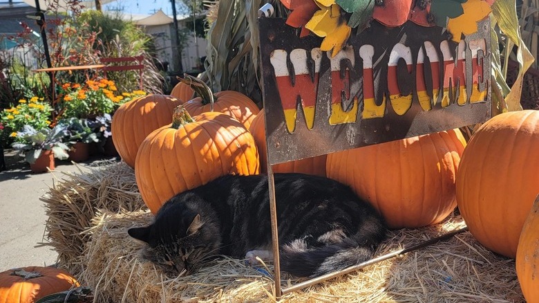 Cat sleeps on a hay bale at a pumpkin patch.
