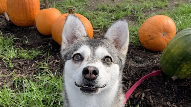 Klee kai dog poses in a field with rows of pumpkins.