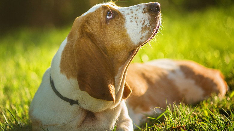 A basset hound lying on the grass on a sunny day, its face point toward the sky.