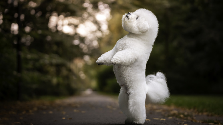 A pure white bichon frise standing on its hind legs outdoors.