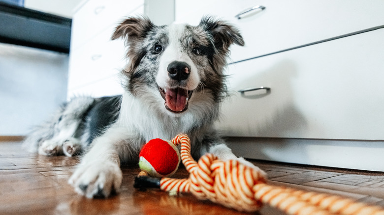 A border collie lying on the floor with a rope toy.