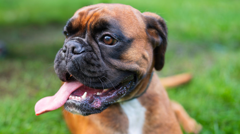 A boxer lying in a grassy area with its tongue hanging out.