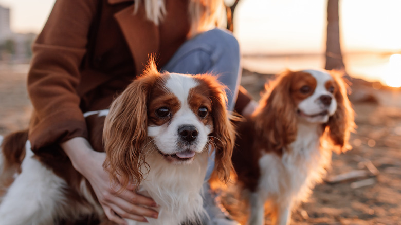 A kneeling woman petting two Cavalier King Charles spaniels outdoors.