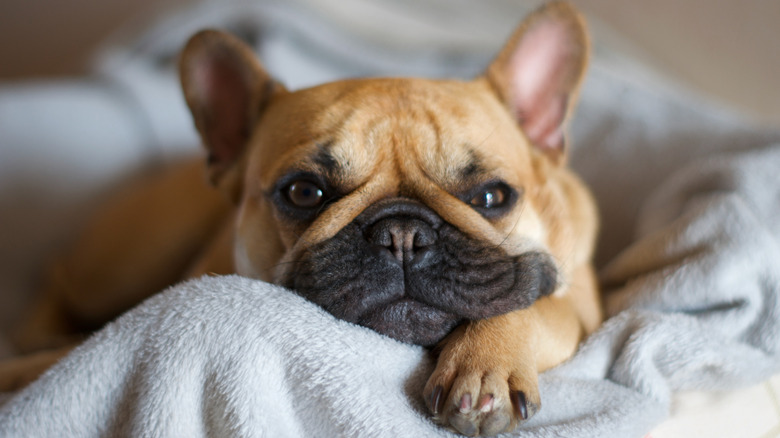 A French bulldog puppy lying on a gray blanket.