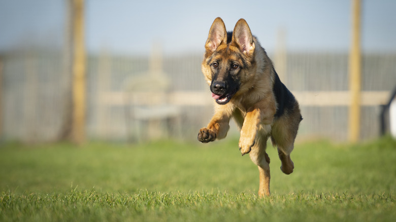 A German shepherd running on a field.