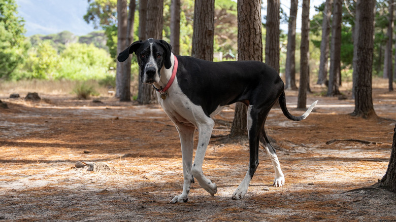 A gangly great Dane standing in a forest clearing.
