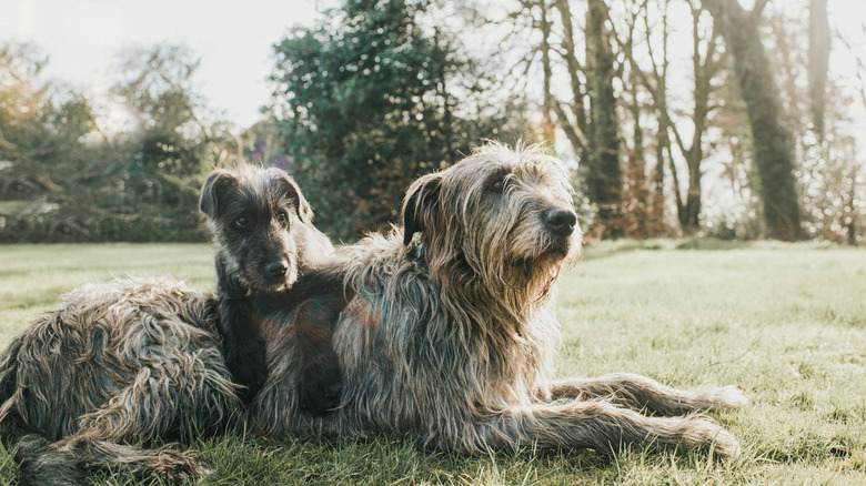 An adult Irish wolfhound and a puppy cuddling outdoors.