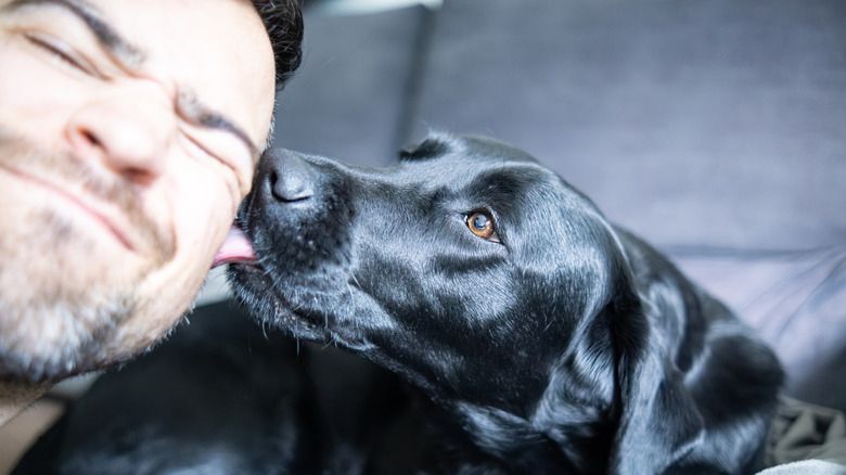 A man's face being licked by a black Labrador retriever.