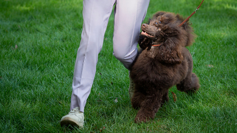 Someone in blue slacks running next to a chocolate-colored poodle.