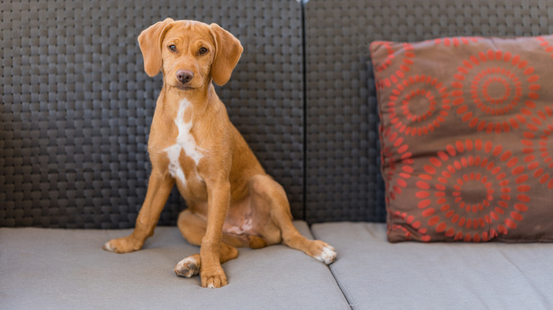 A vizsla puppy sitting on a couch.
