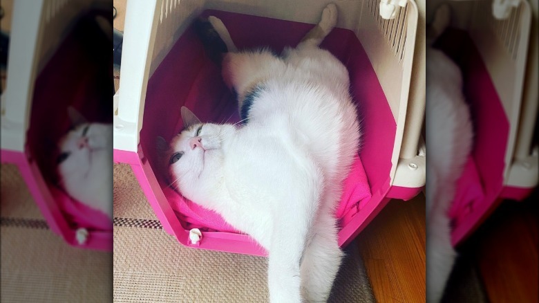A lazy cat is in their carrier, and flopped on back and stomach at the same time.