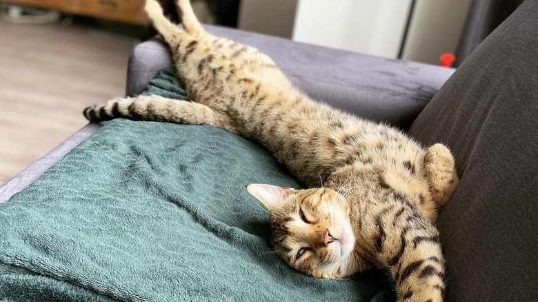 A lazy cat looks like they're reaching for a cell phone charger.