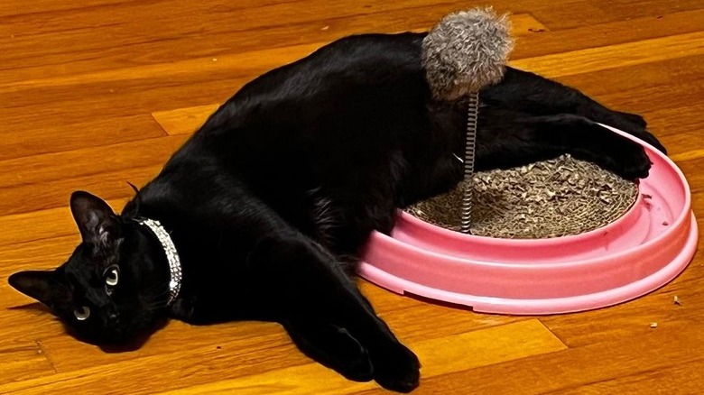 A lazy black cat is lounging on a cat toy.