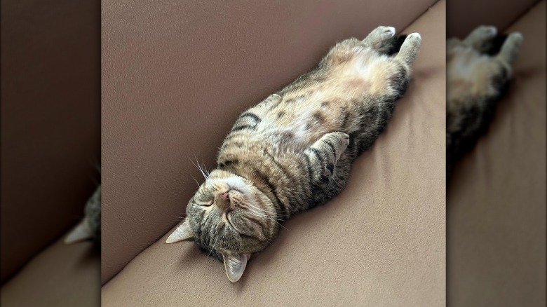 A sleeping cat is laying flat on their back.