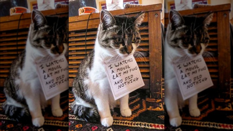 A cat has a sign on them that says, "I watched a mouse eat my food and did nothing."