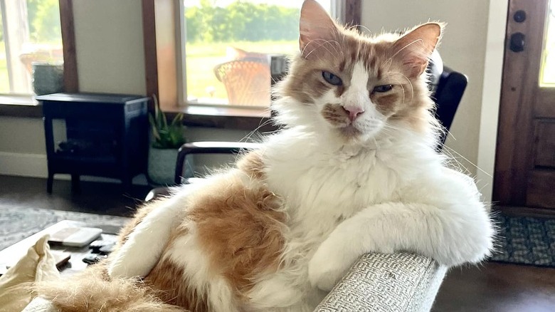 A cat is sitting on a couch with their arm propped up like a human.