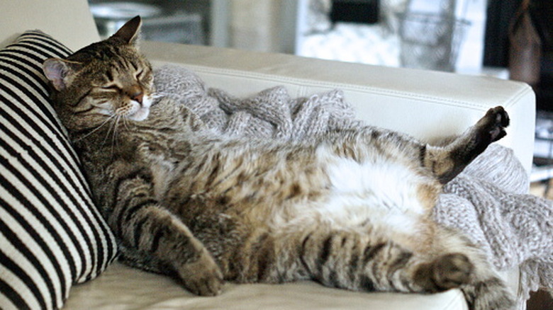 cat sleeping on couch