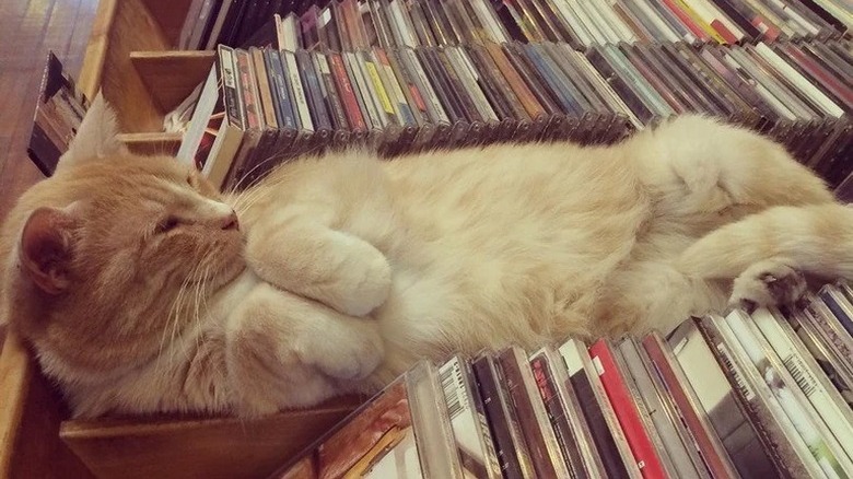 A lazy cat is sleeping in a CD bin at a record store.