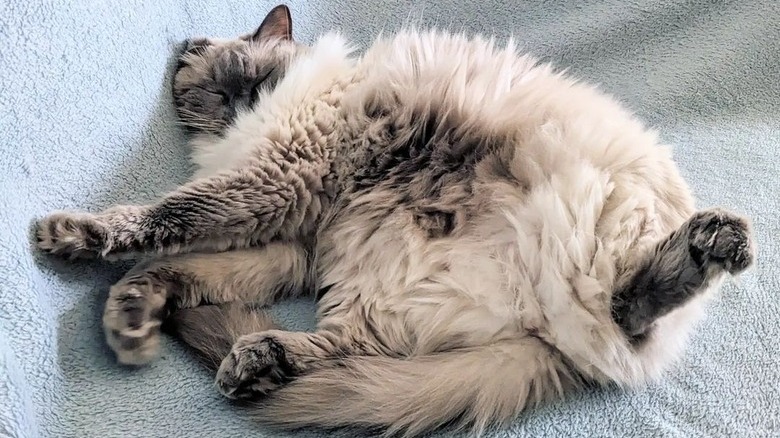A lazy cat is sleeeping with their paws out in all directions.